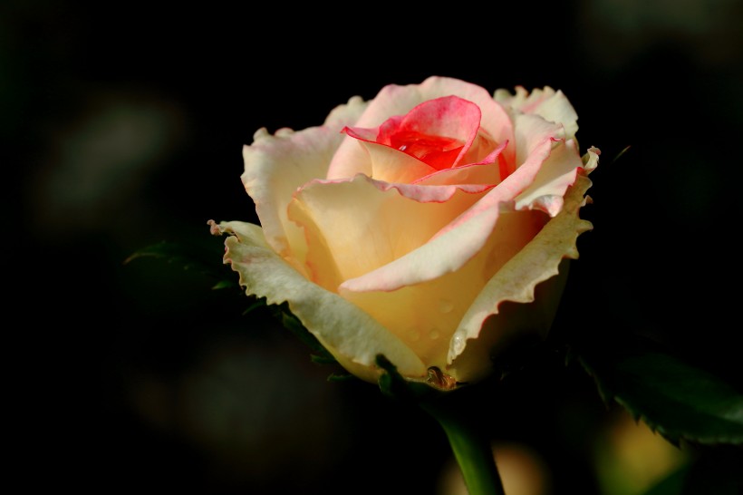 rose-007.jpg