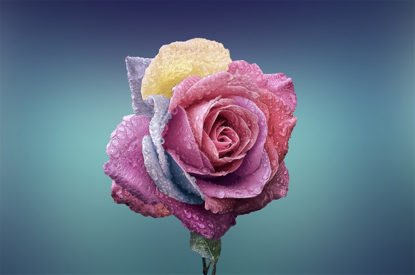 rose7.jpg