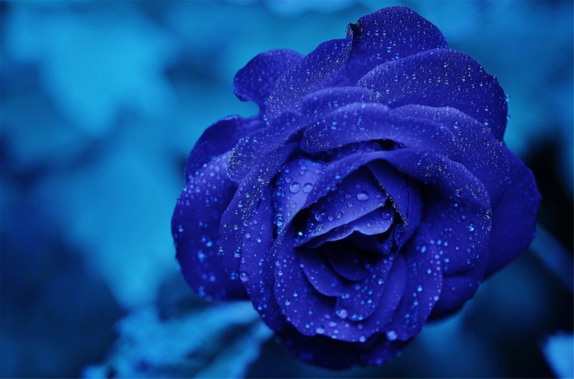 rose8.jpg