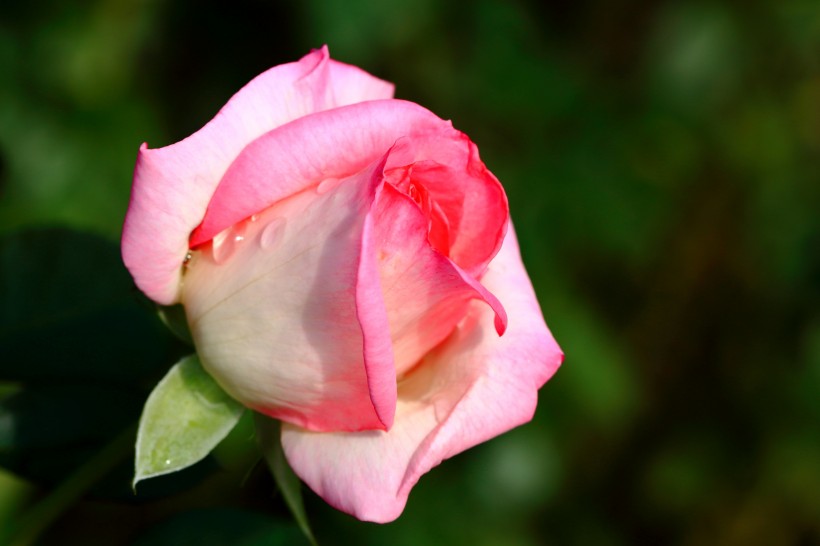 rose-009.jpg