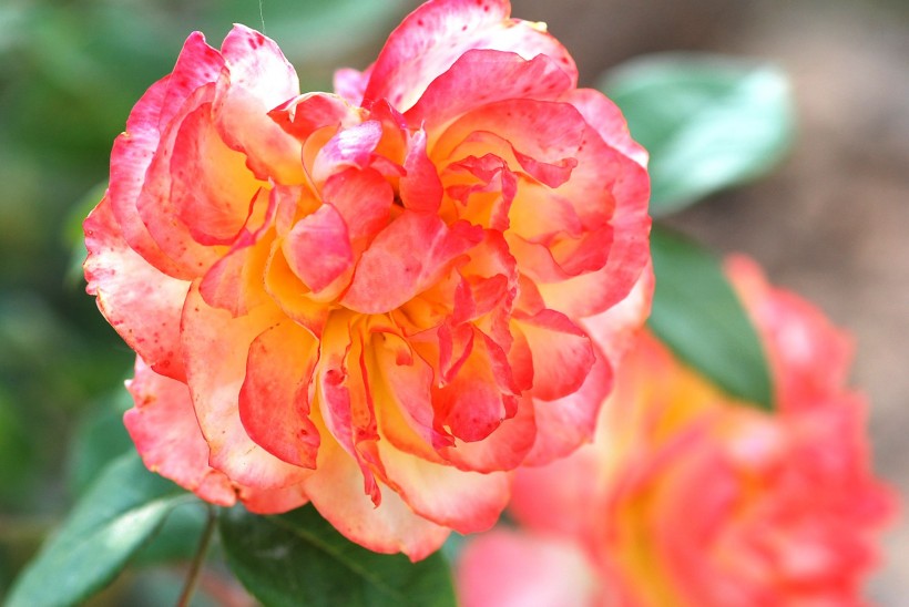 rose-011.jpg