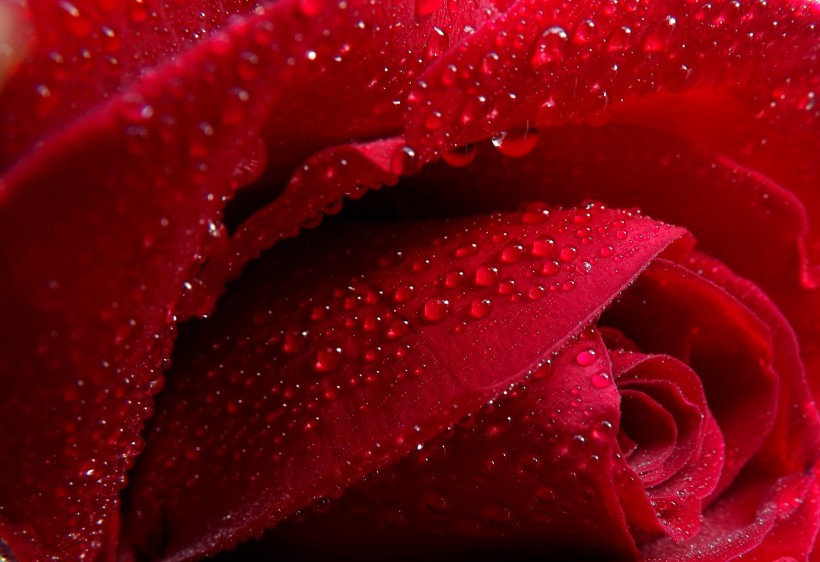 rose-012.jpg