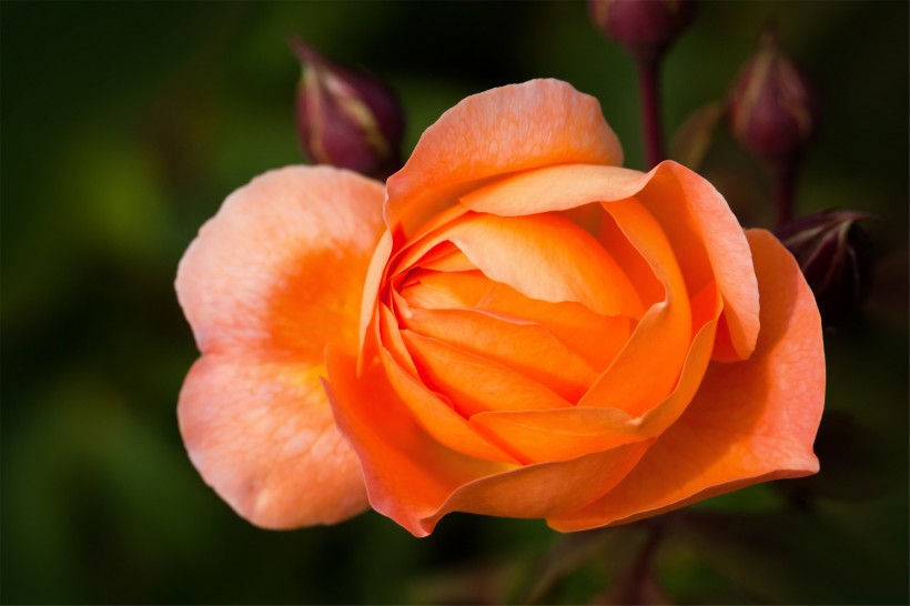 rose15.jpg