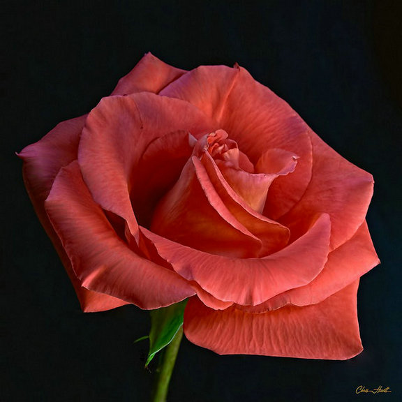 45519343_12.jpg