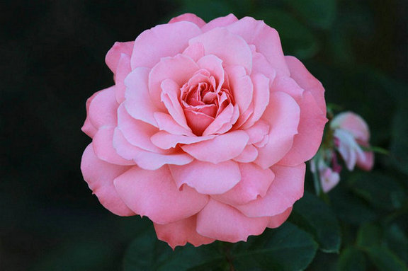 45519343_20.jpg