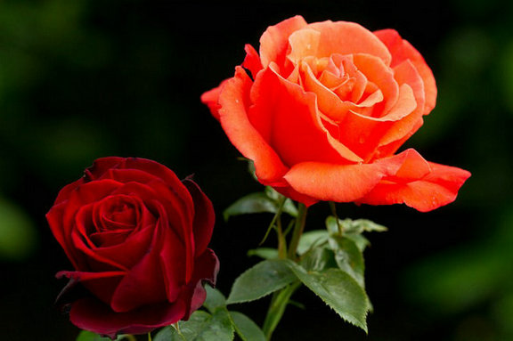 45519343_25.jpg