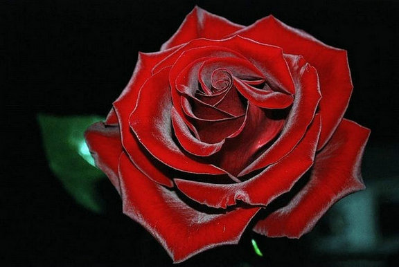 45519343_28.jpg