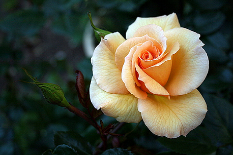 45519343_30.png