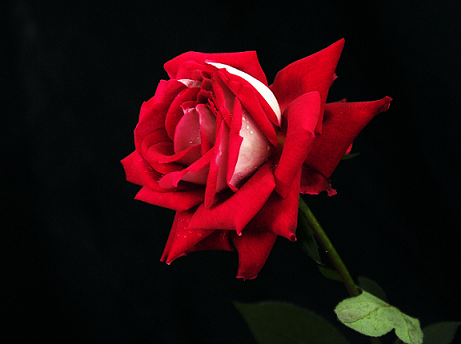 45519343_24.png
