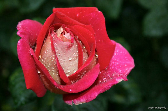 45519343_31.jpg
