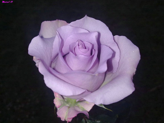45519343_38.jpg