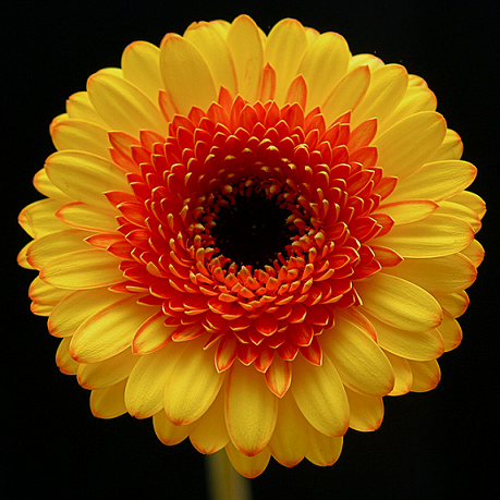 45519343_46.png