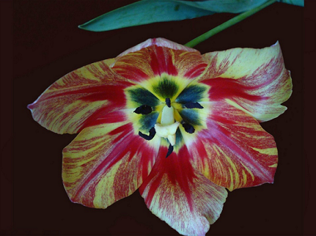 45519343_58.png