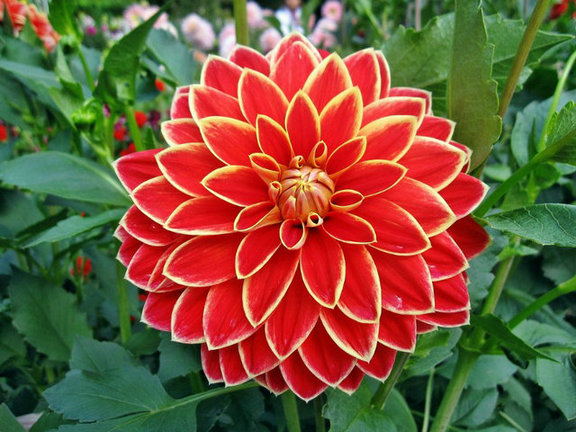 45519343_60.jpg