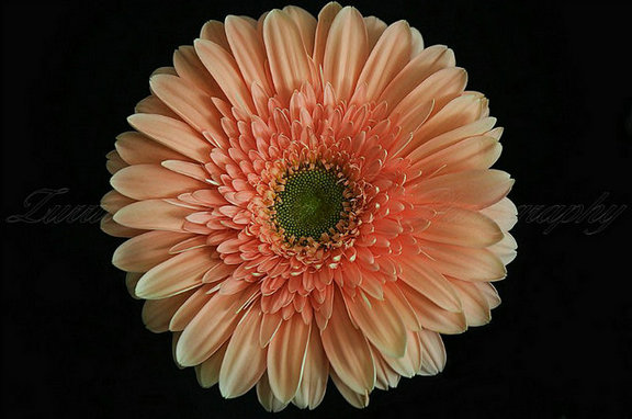45519343_69.jpg