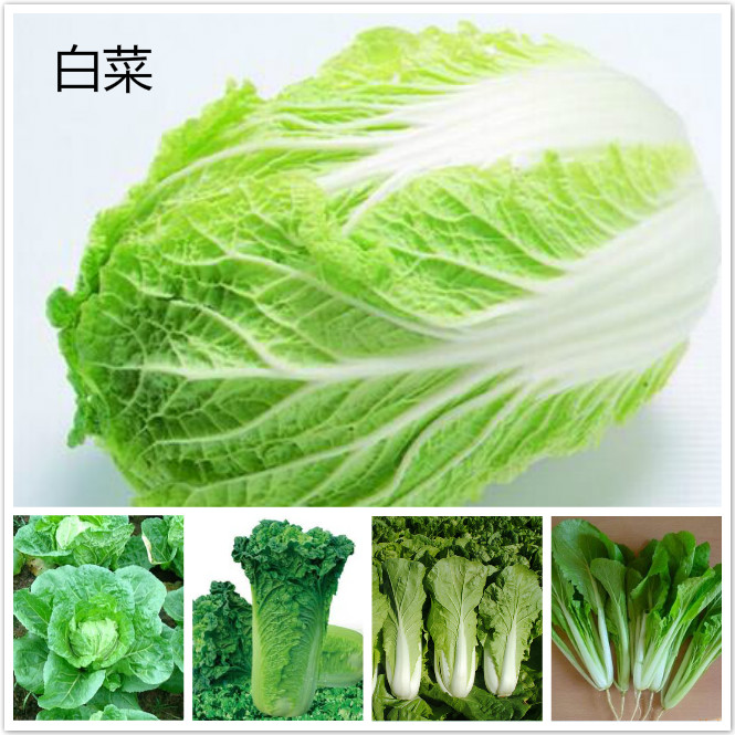 白菜.jpg