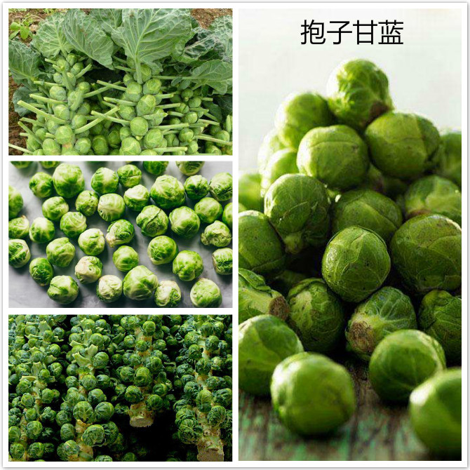 抱子甘蓝.jpg