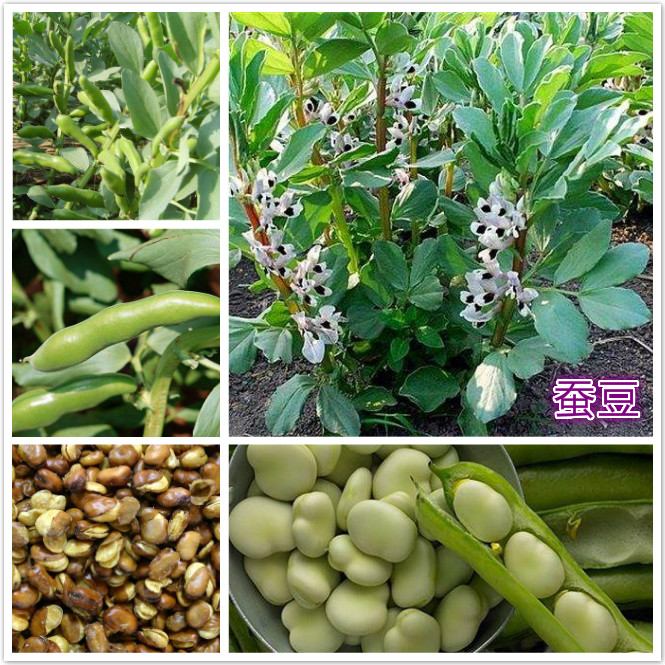 蚕豆.jpg