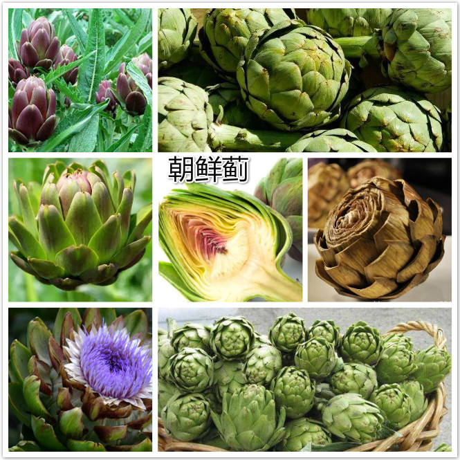 朝鲜蓟.jpg