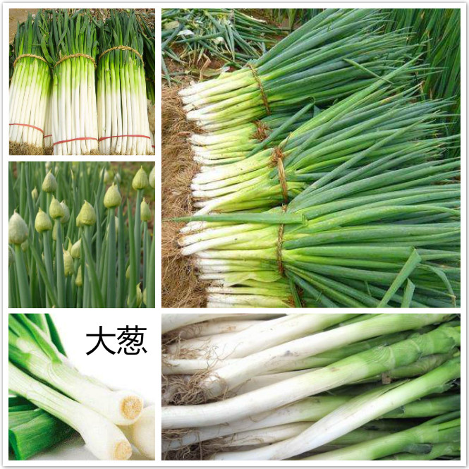 大葱.jpg