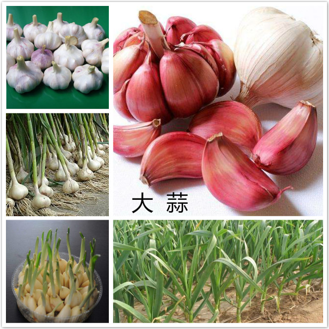 大蒜.jpg