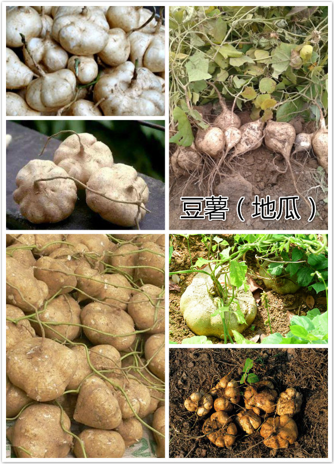 豆薯（地瓜）.jpg