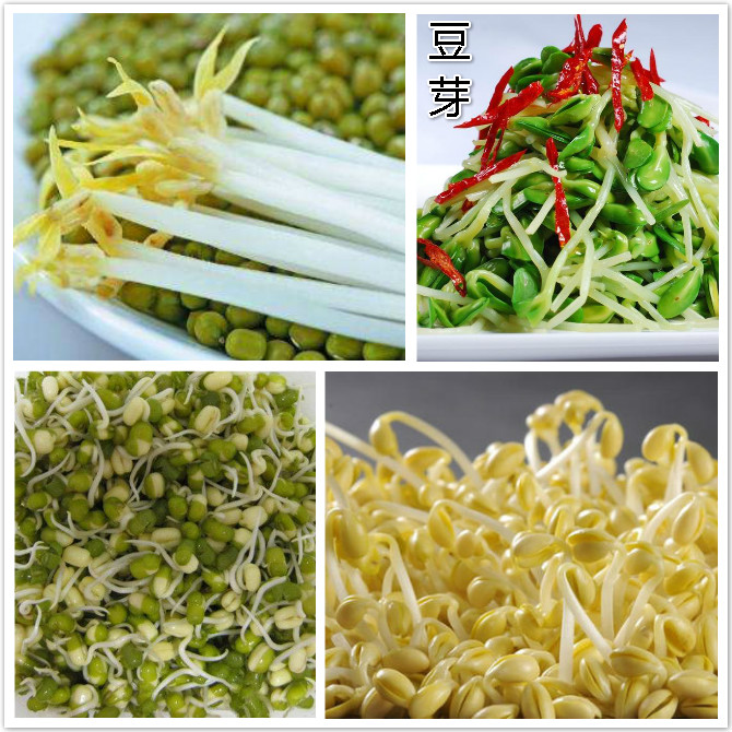豆芽.jpg