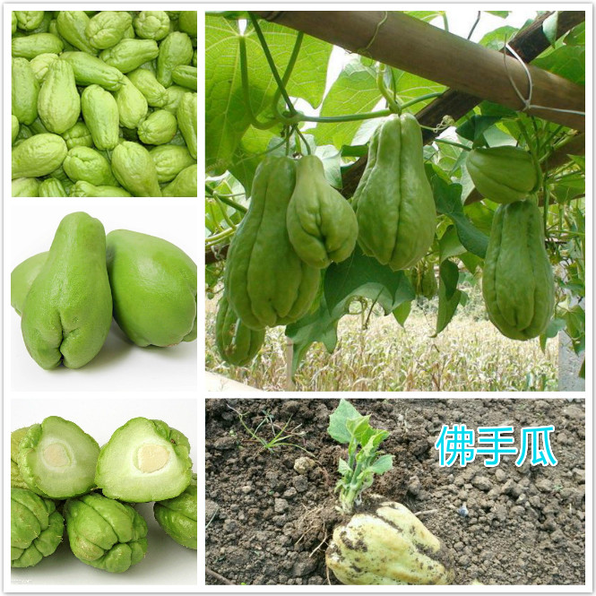 佛手瓜.jpg