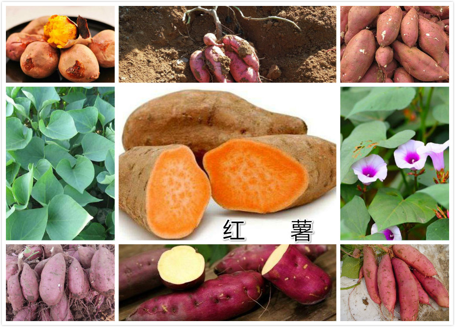 红薯.jpg