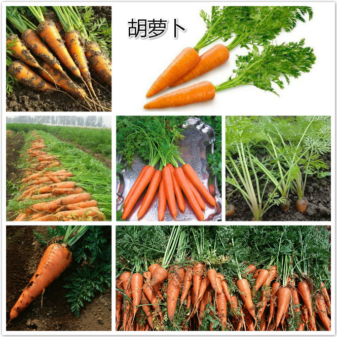 胡萝卜.jpg