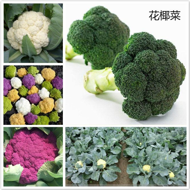 花椰菜.jpg