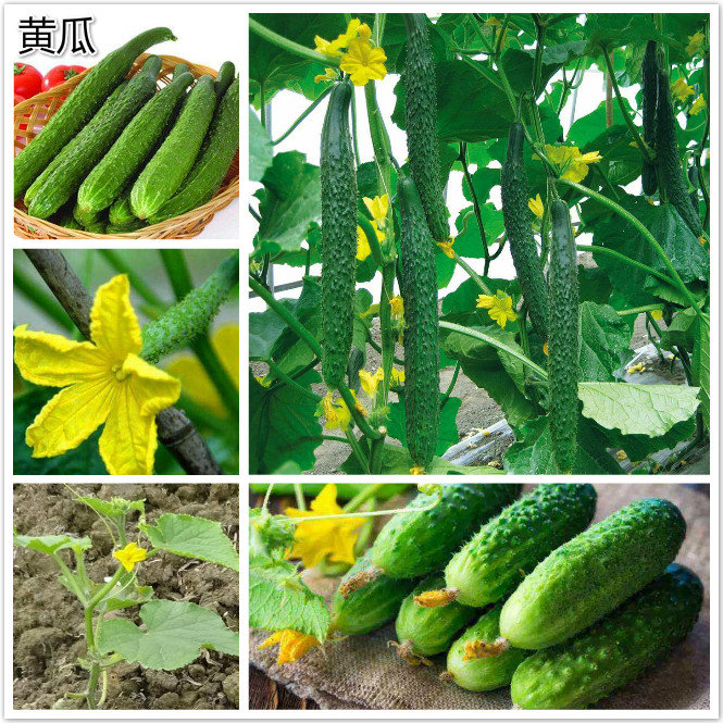 黄瓜.jpg