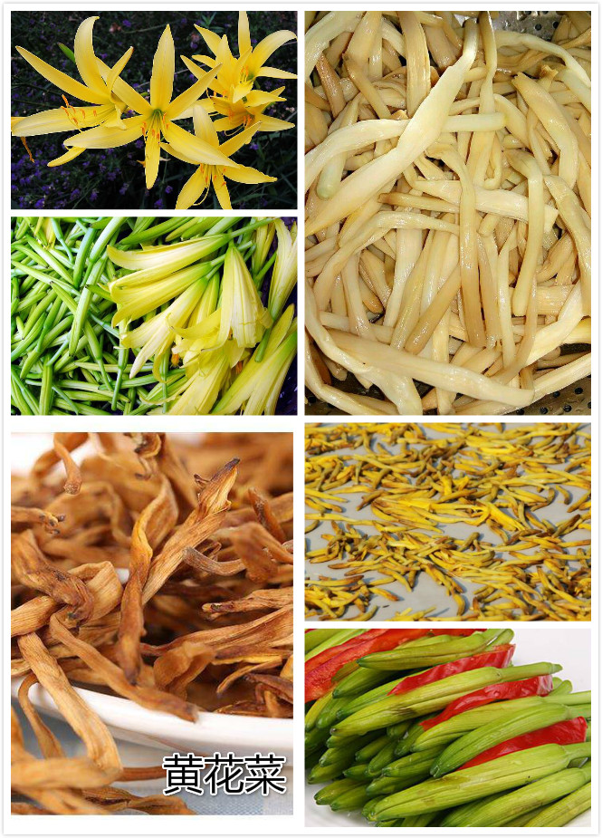 黄花菜.jpg