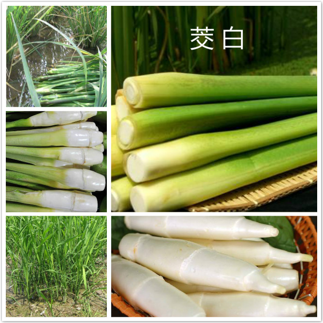 茭白.jpg