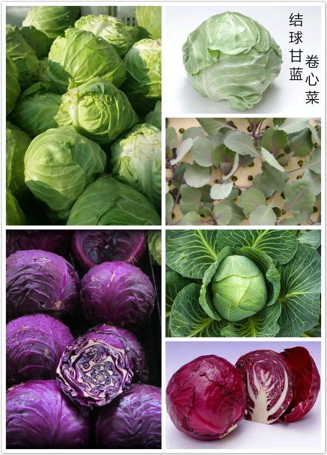 结球甘蓝（卷心菜）.jpg