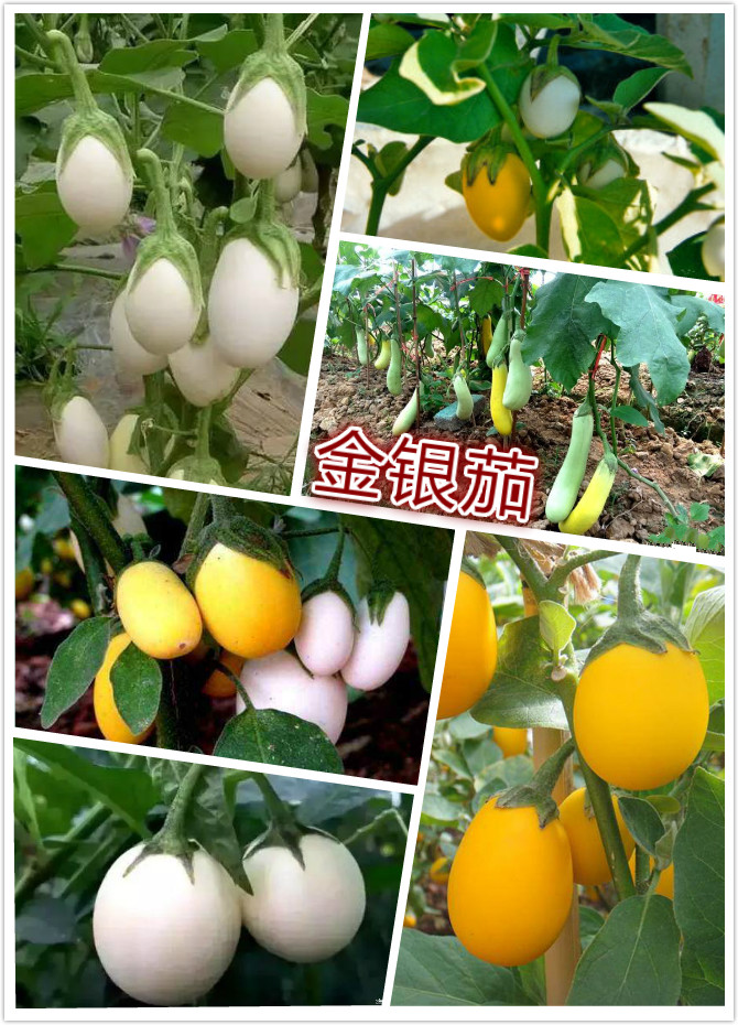 金银茄（蛋树）.jpg