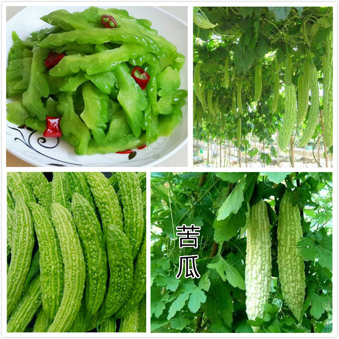 苦瓜.jpg