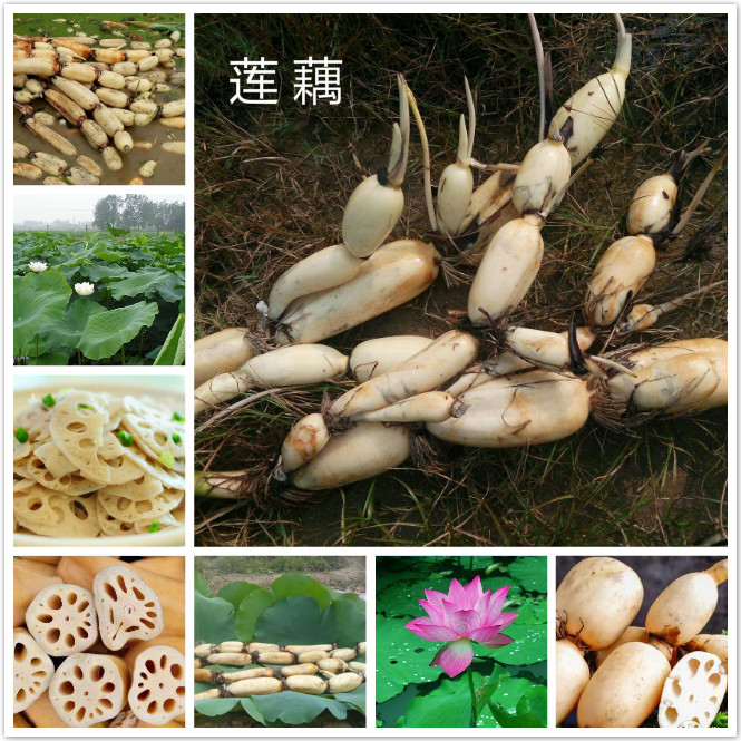 莲藕.jpg