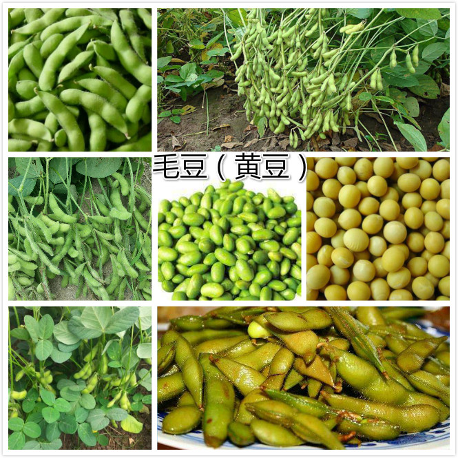 毛豆（黄豆）.jpg