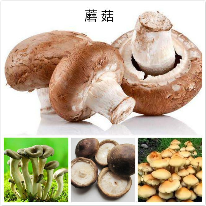 蘑菇.jpg