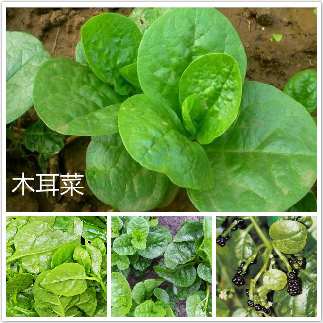 木耳菜.jpg