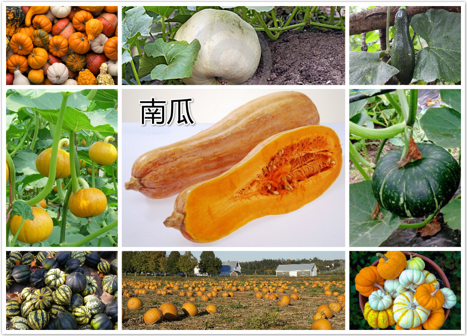南瓜.jpg