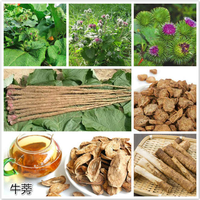 牛蒡（bàng）.jpg