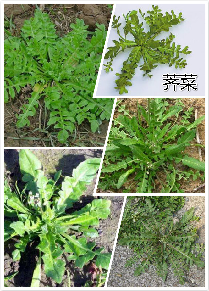 荠（ji）菜.jpg