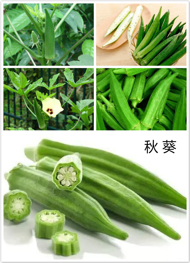 秋葵.jpg