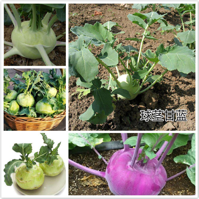 球茎甘蓝.jpg