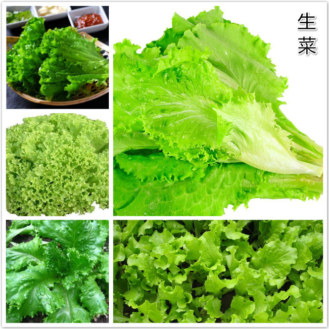 生菜.jpg