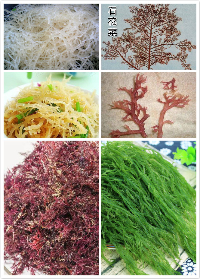 石花菜.jpg