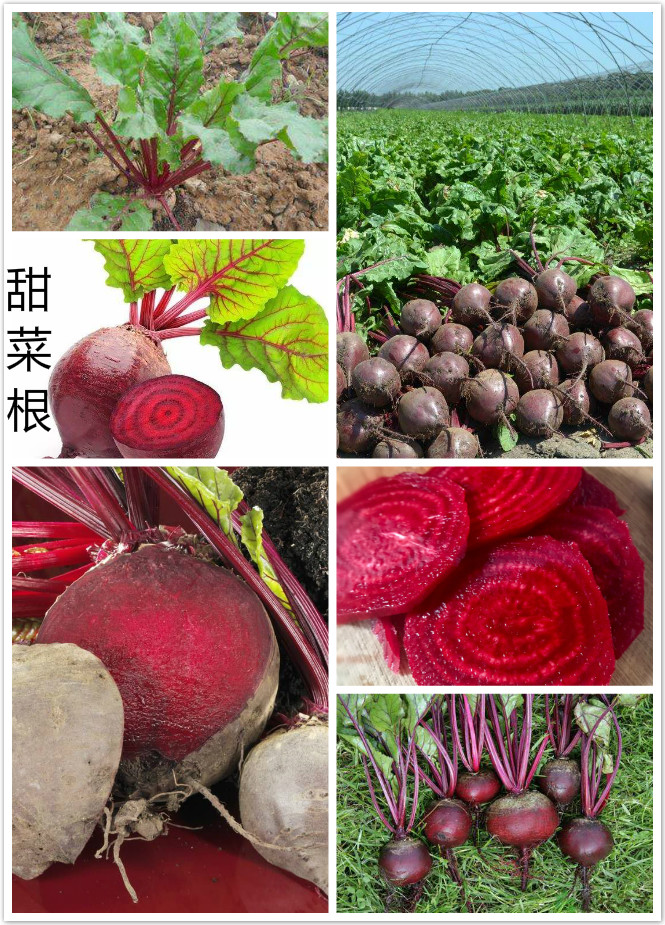 甜菜根.jpg
