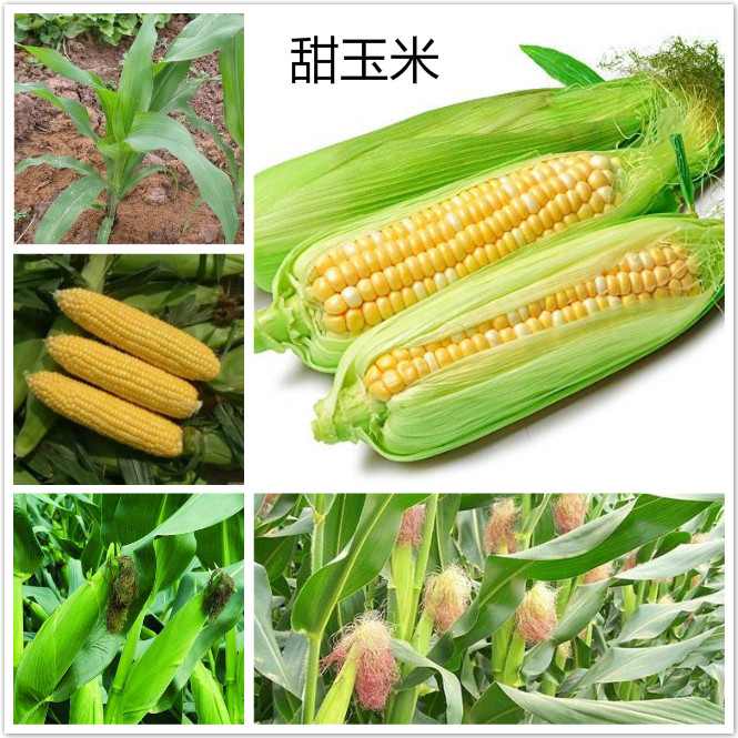 甜玉米.jpg